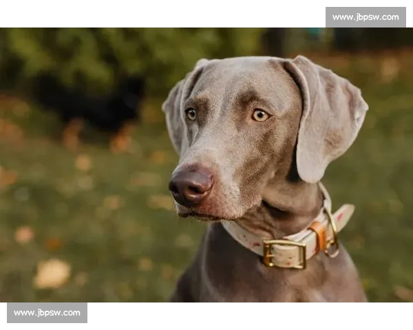 全球顶级纯种犬盛会精彩瞬呈 专业评审严格比拼实力风采