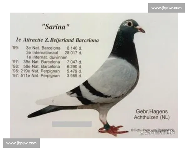 如何报名参加鸽子比赛并准备相关事项详细指南