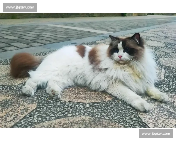 布偶猫比赛精彩瞬间展现猫咪优雅魅力与独特气质