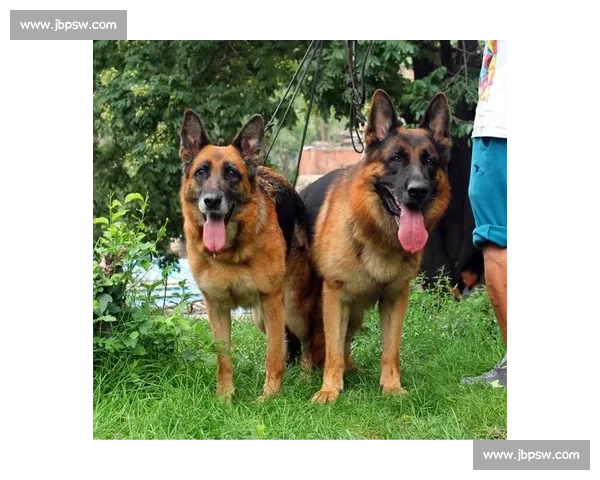 德牧福尔博激烈对决精彩瞬间曝光 赛场上智勇双全的完美表现